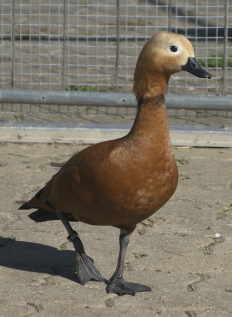 蓉城队沉着